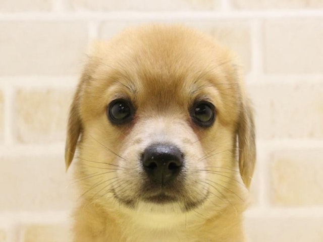 静岡県のハーフ犬・ミックス犬 (ペッツワン伊東店/2024年4月29日生まれ/男の子/オレンジ)の子犬